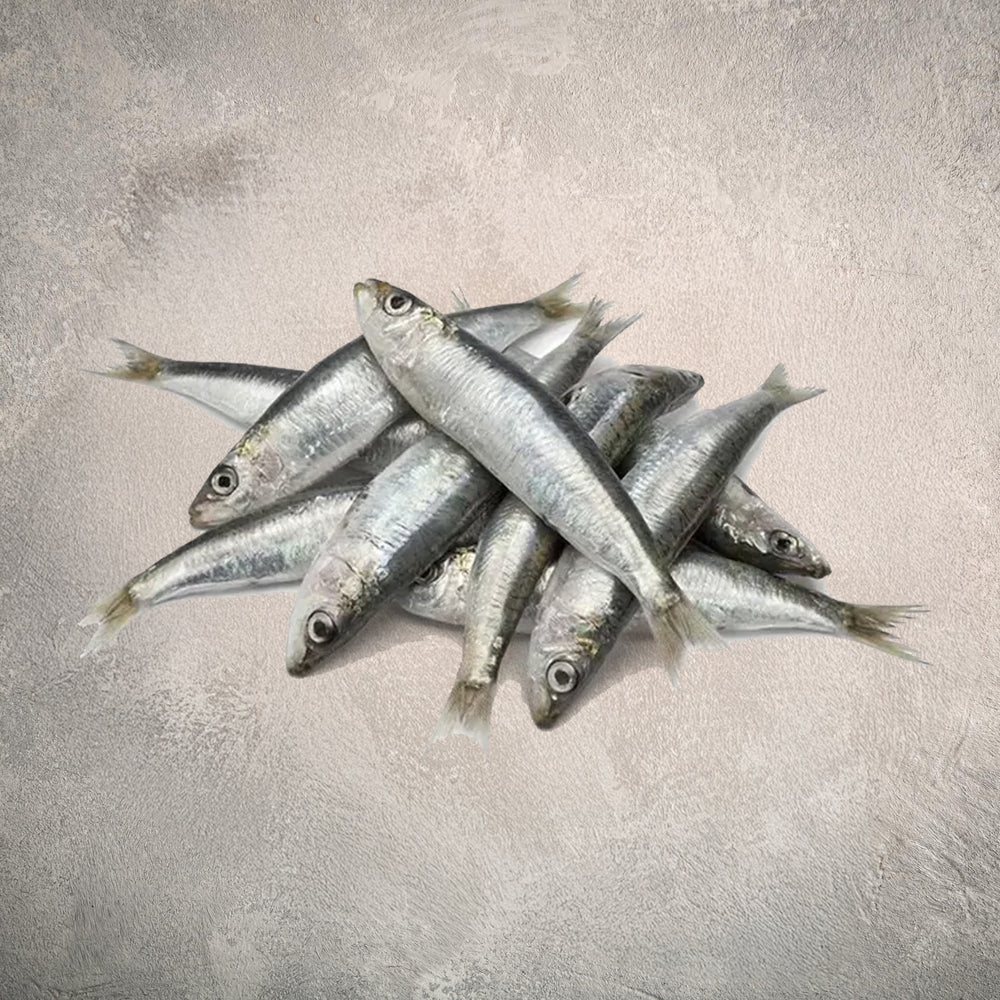 Frozen Sardines