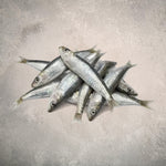 Frozen Sardines