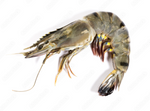 Tiger Prawns