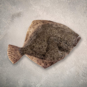 Farmed Turbot