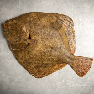 Turbot Whole Fish (Wild Caught) by FishFinery