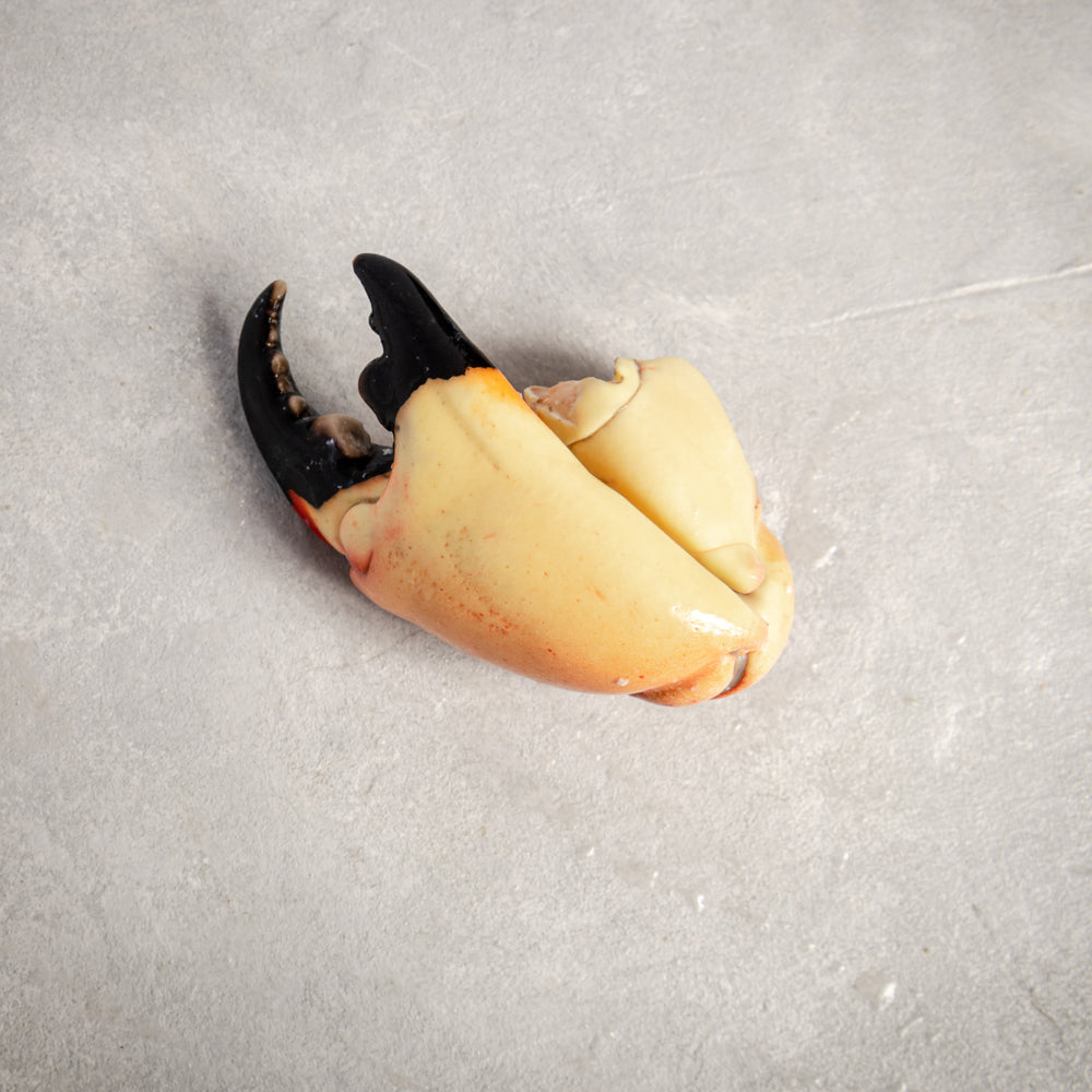 Stone Crab Claws Large By Fishfinery